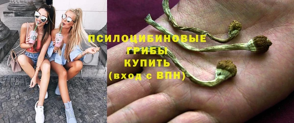 прущие грибы Аркадак